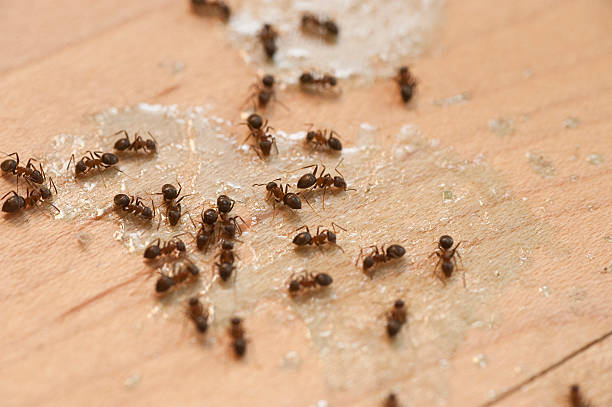 Best Best Pest Control Companies  in Swissvale, PA